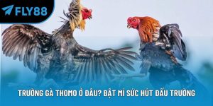 trường đá gà thomo ở đâu